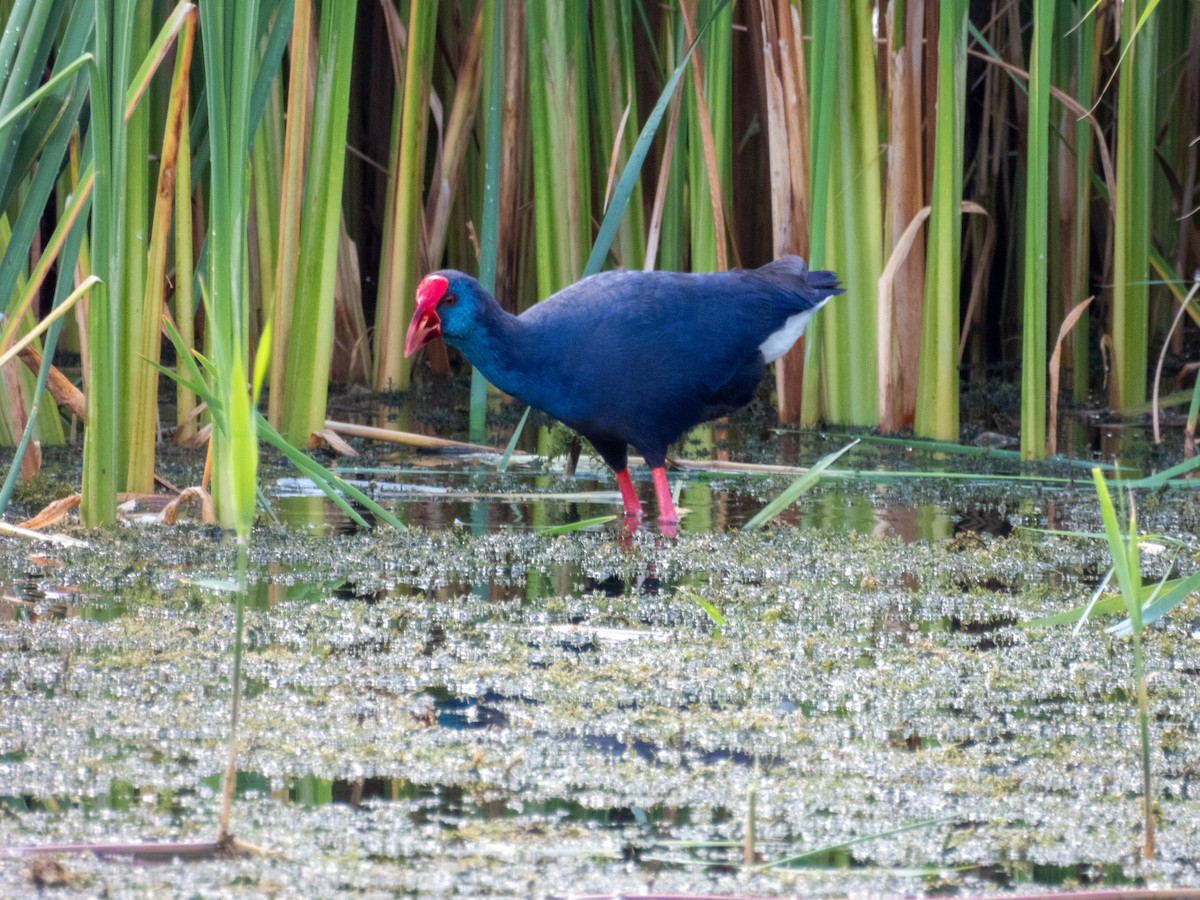 Western Swamphen - ML642803878