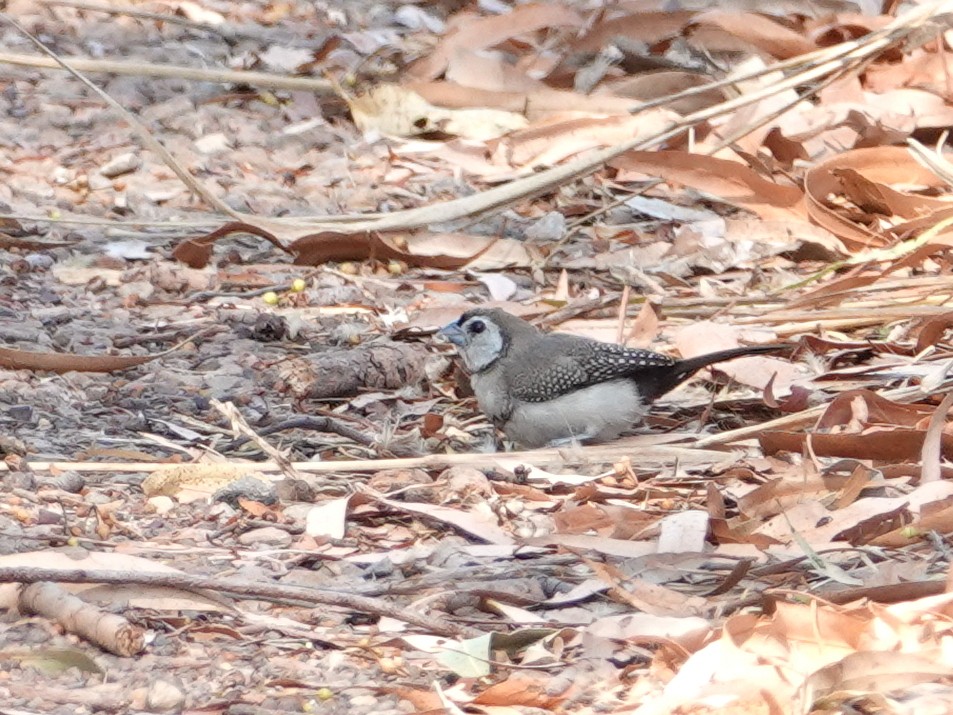 Double-barred Finch - ML642803879
