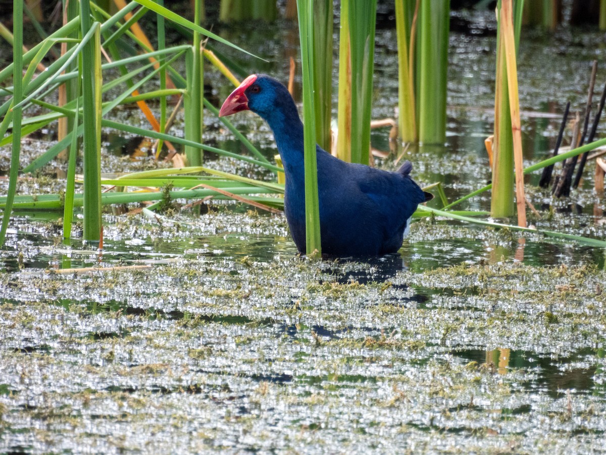 Western Swamphen - ML642803880