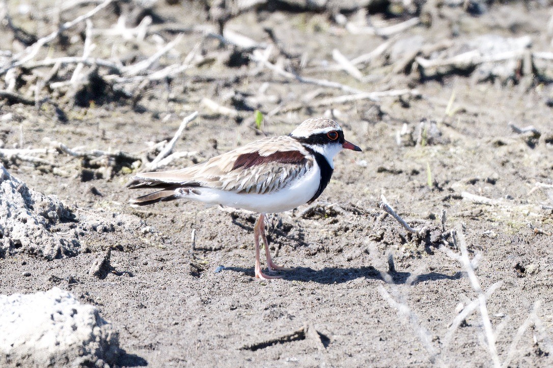 Black-fronted Dotterel - ML642803882