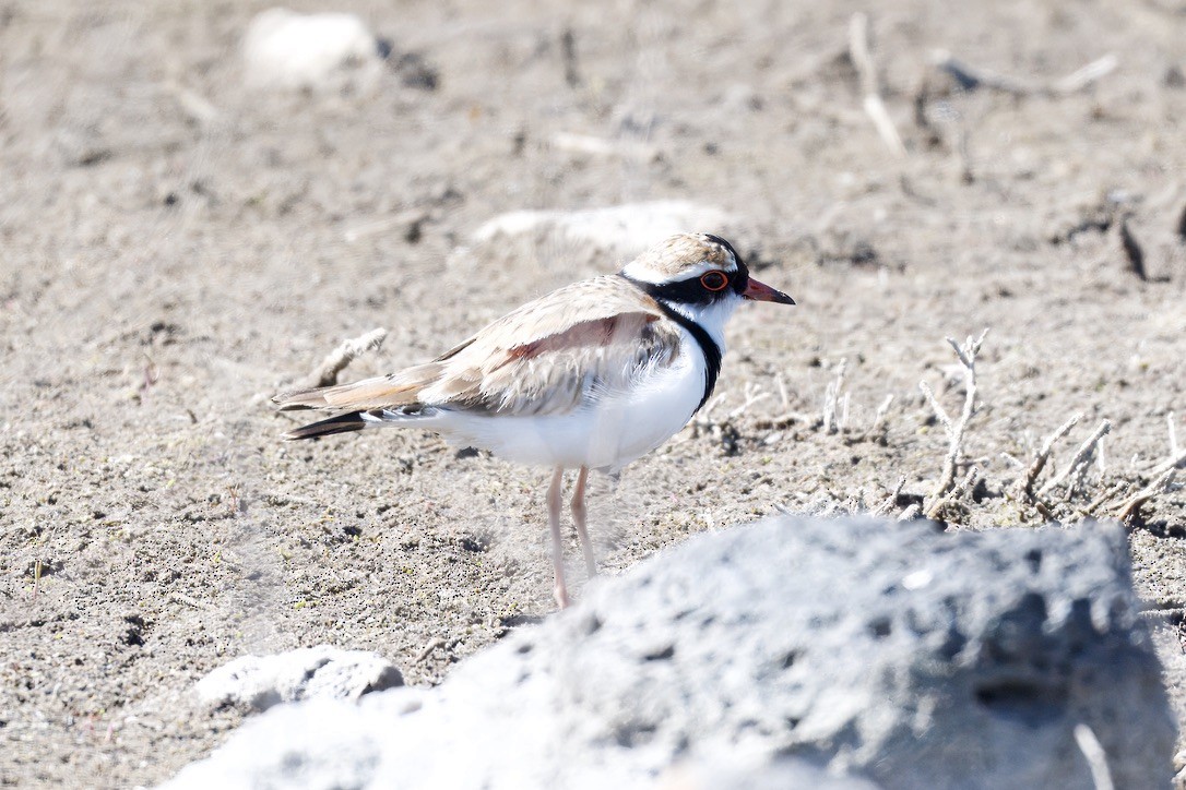 Black-fronted Dotterel - ML642803885