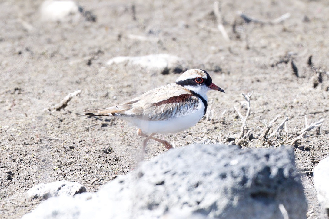Black-fronted Dotterel - ML642803886