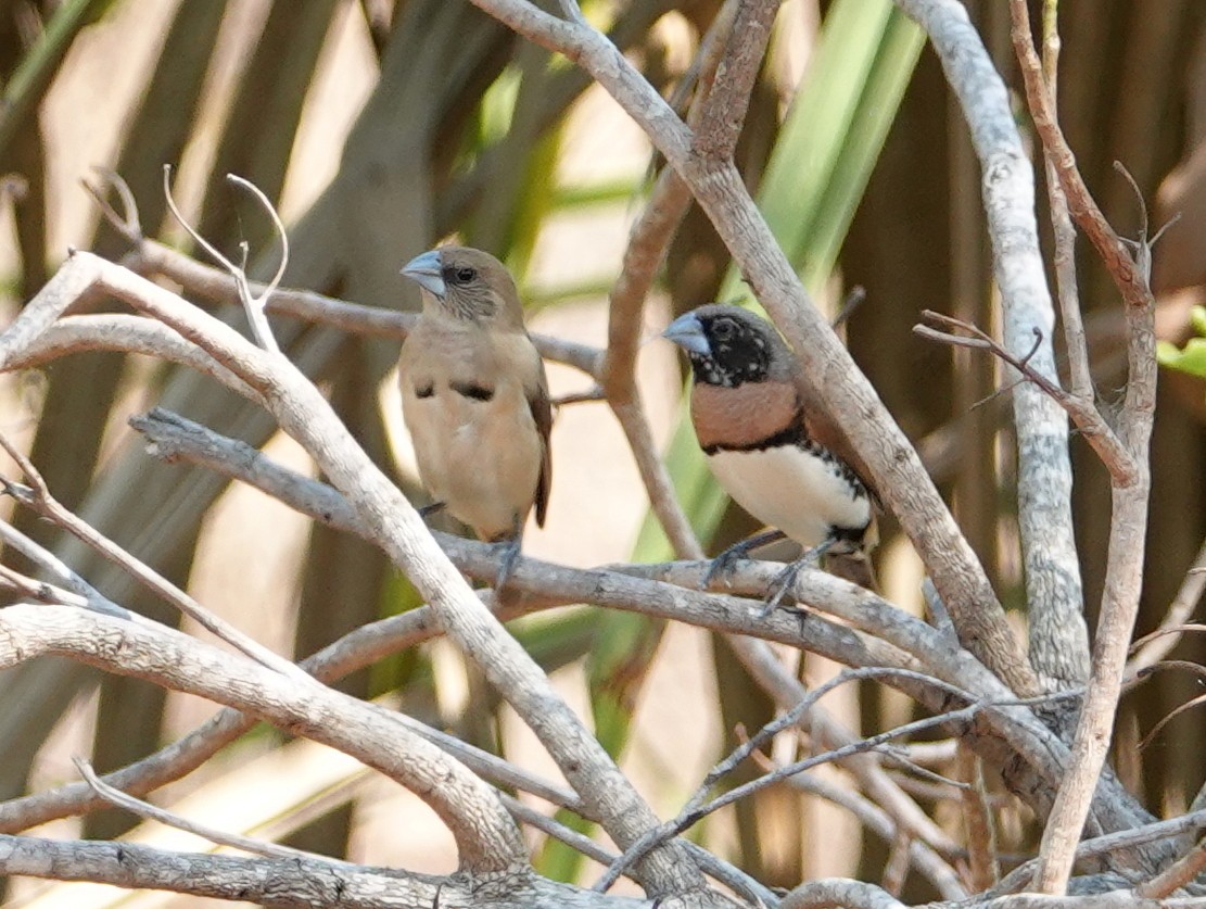 Chestnut-breasted Munia - ML642803887