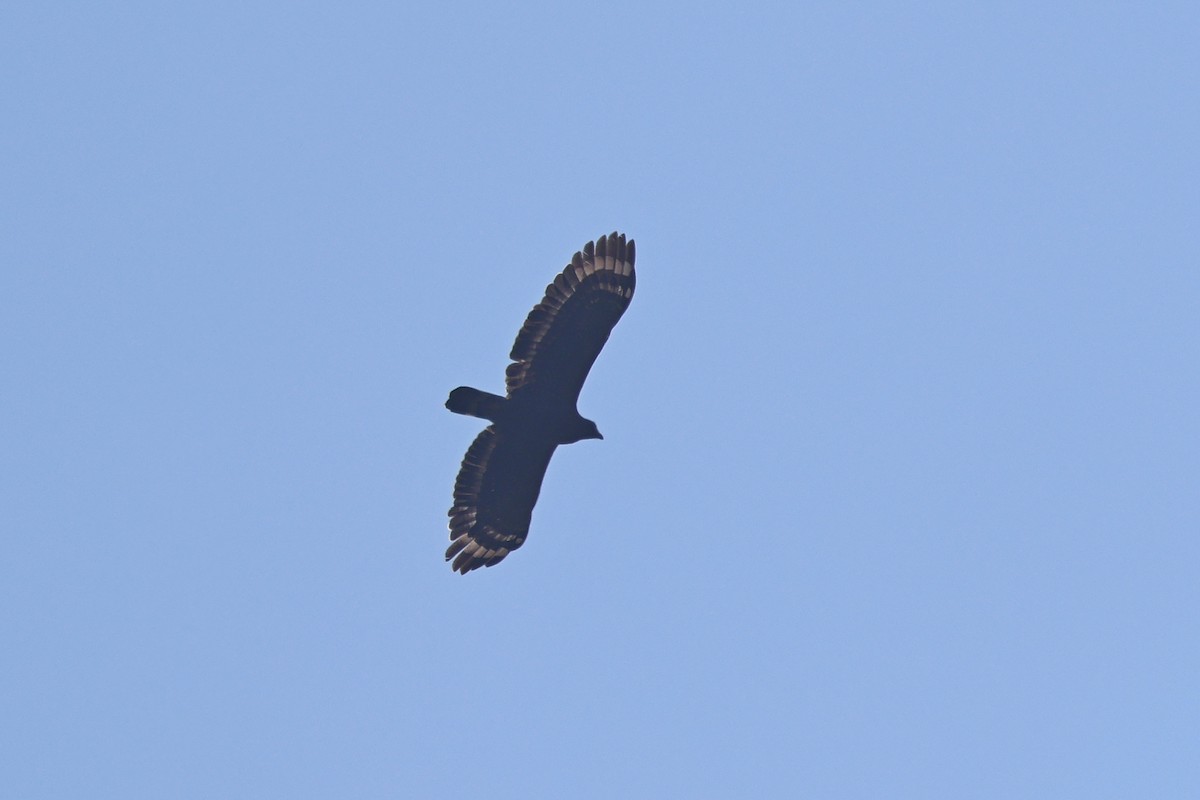 Crested Serpent-Eagle - ML642803892