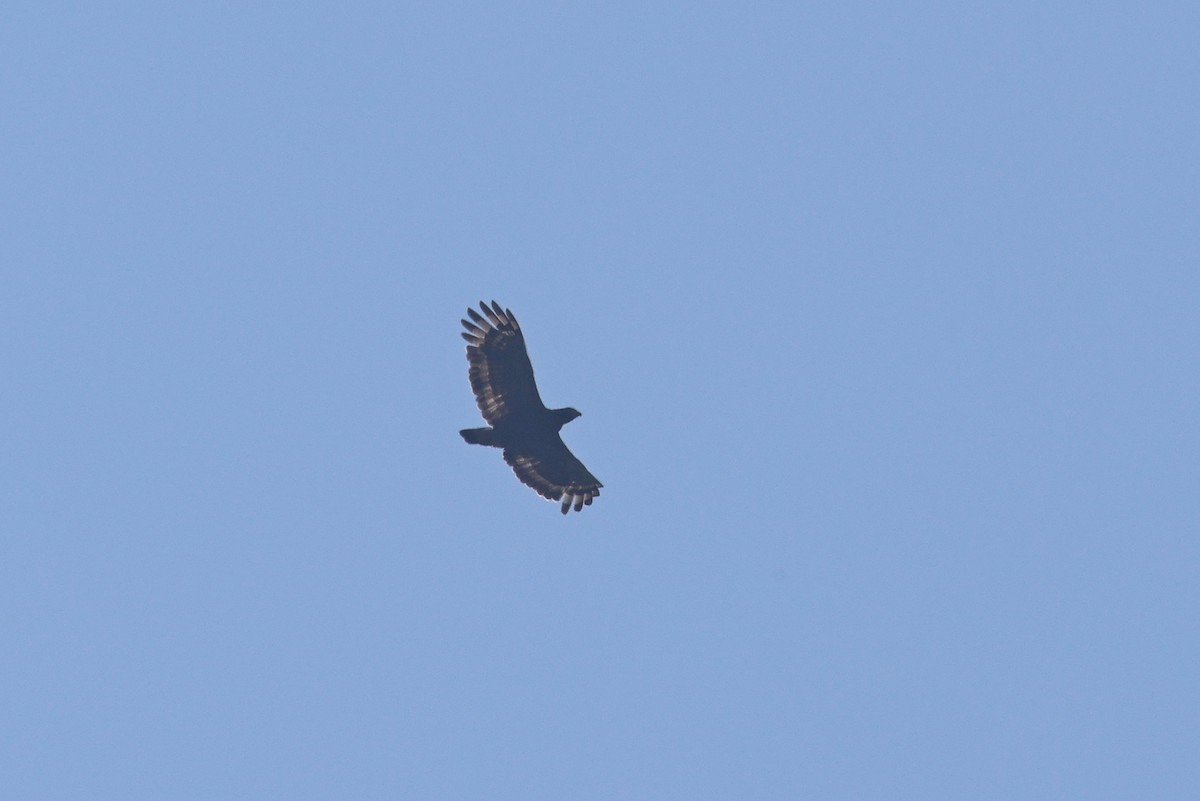 Crested Serpent-Eagle - ML642803895