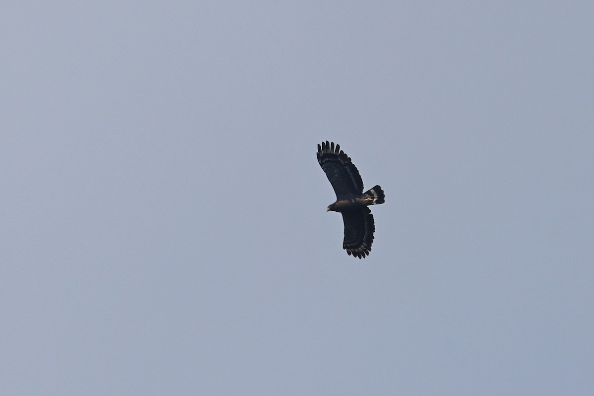 Crested Serpent-Eagle - ML642803896