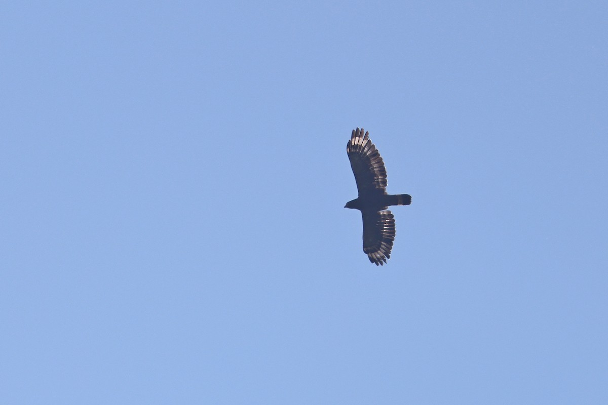 Crested Serpent-Eagle - ML642803897