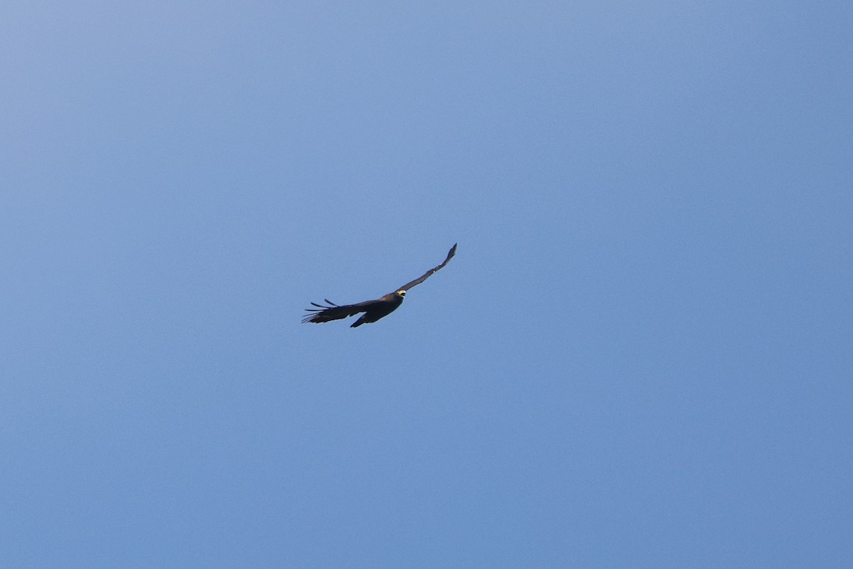 Crested Serpent-Eagle - ML642803899