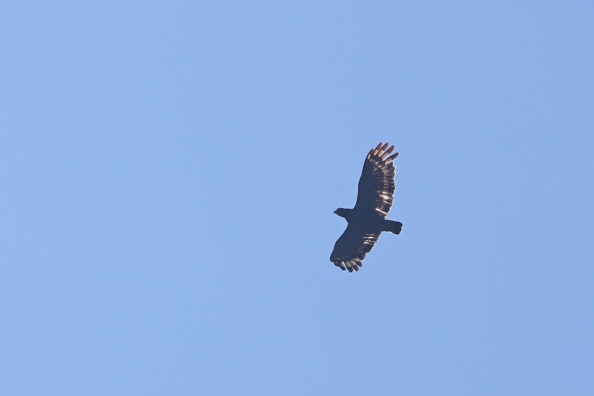 Crested Serpent-Eagle - ML642803900