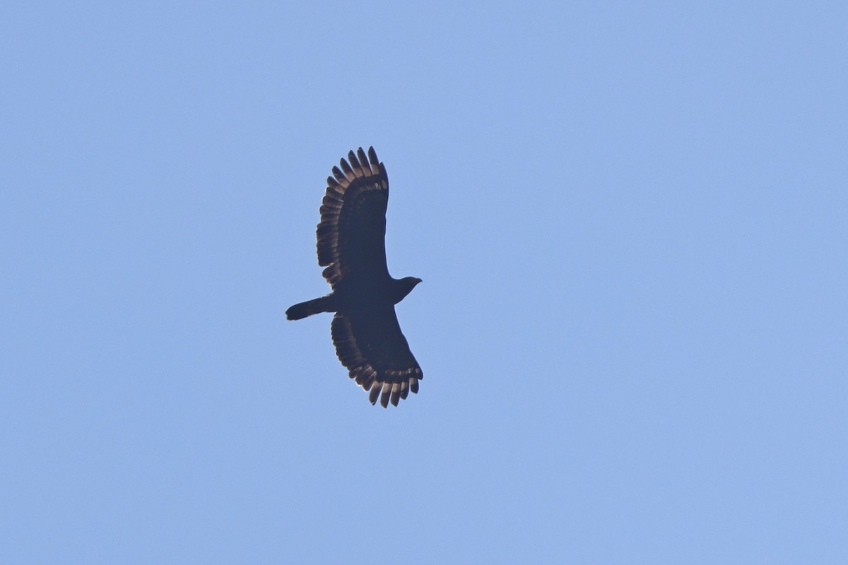 Crested Serpent-Eagle - ML642803901