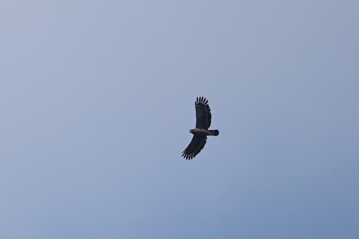 Crested Serpent-Eagle - ML642803903
