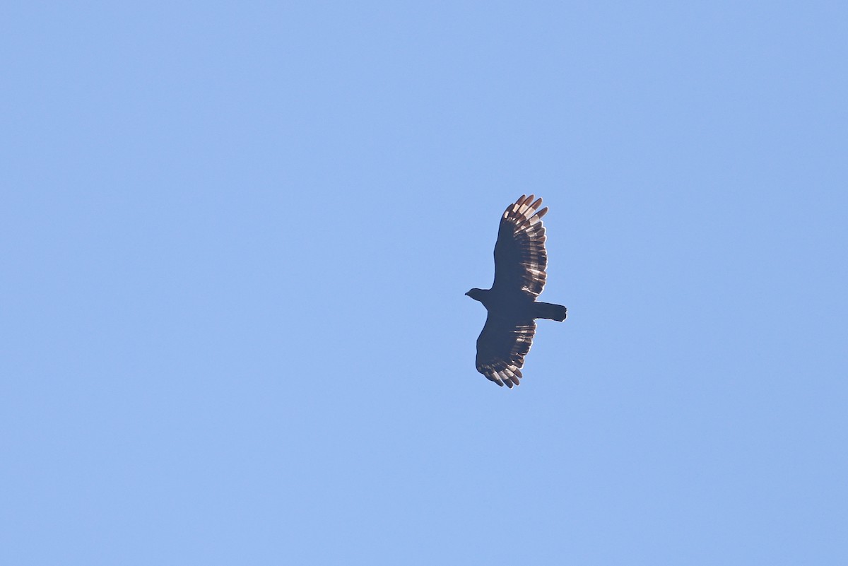 Crested Serpent-Eagle - ML642803905
