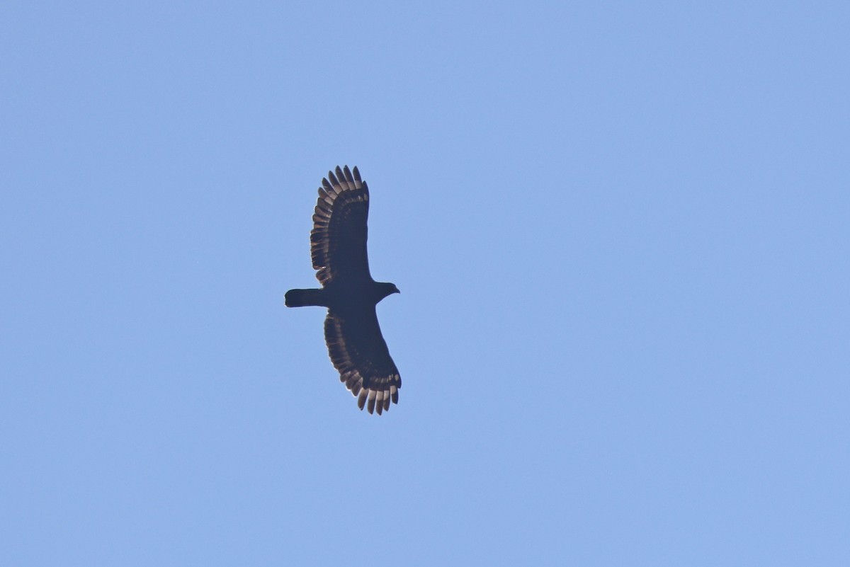 Crested Serpent-Eagle - ML642803906