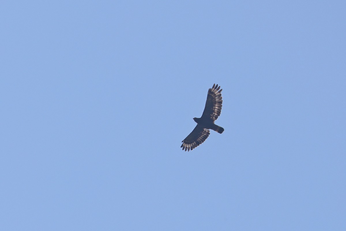 Crested Serpent-Eagle - ML642803907