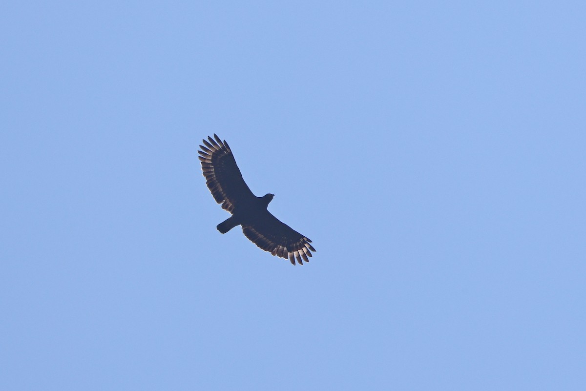 Crested Serpent-Eagle - ML642803908