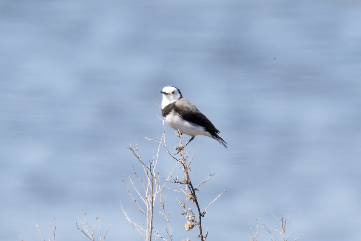 White-fronted Chat - ML642803916