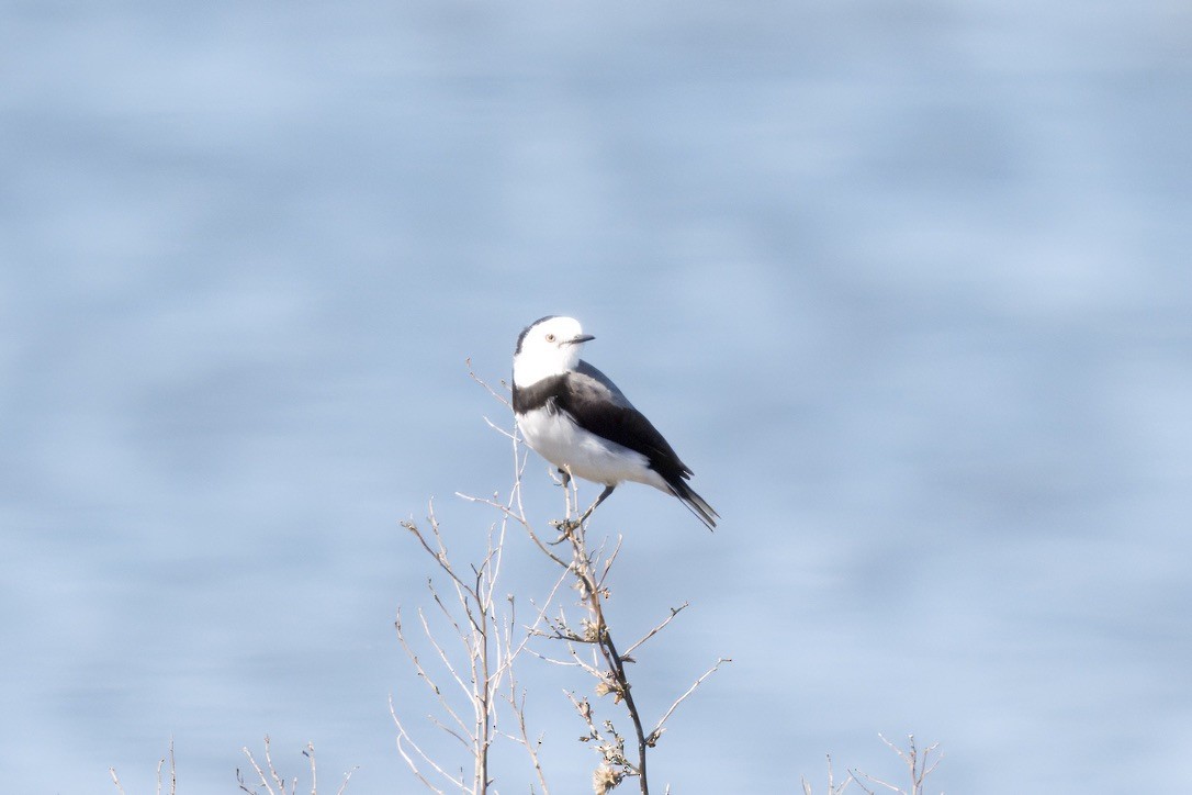 White-fronted Chat - ML642803917