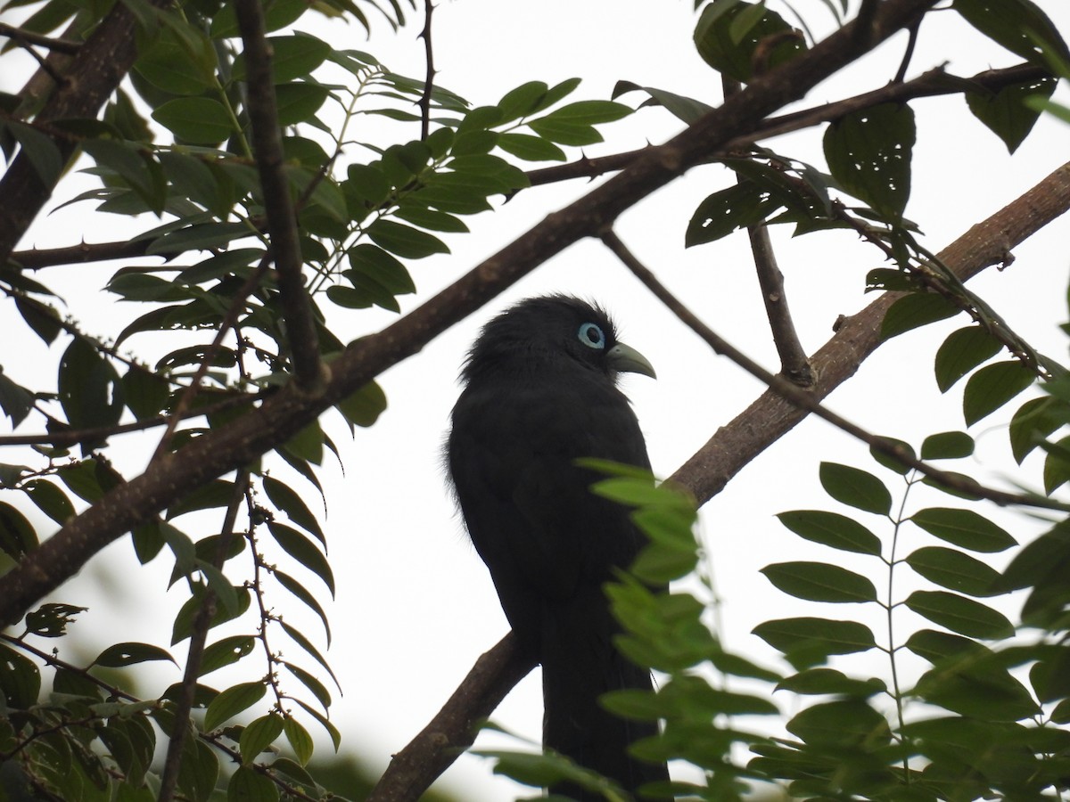 Blue-faced Malkoha - ML642803918