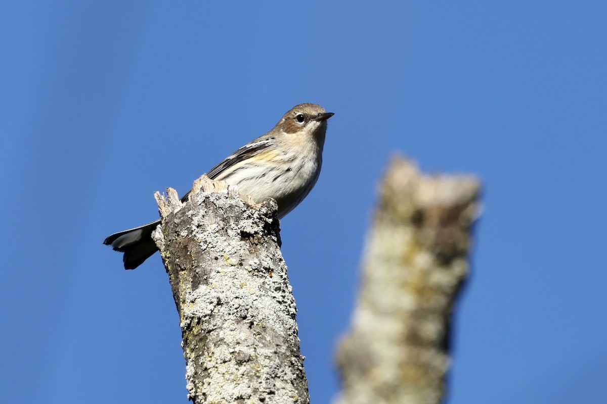 Yellow-rumped Warbler (Myrtle) - ML642803922