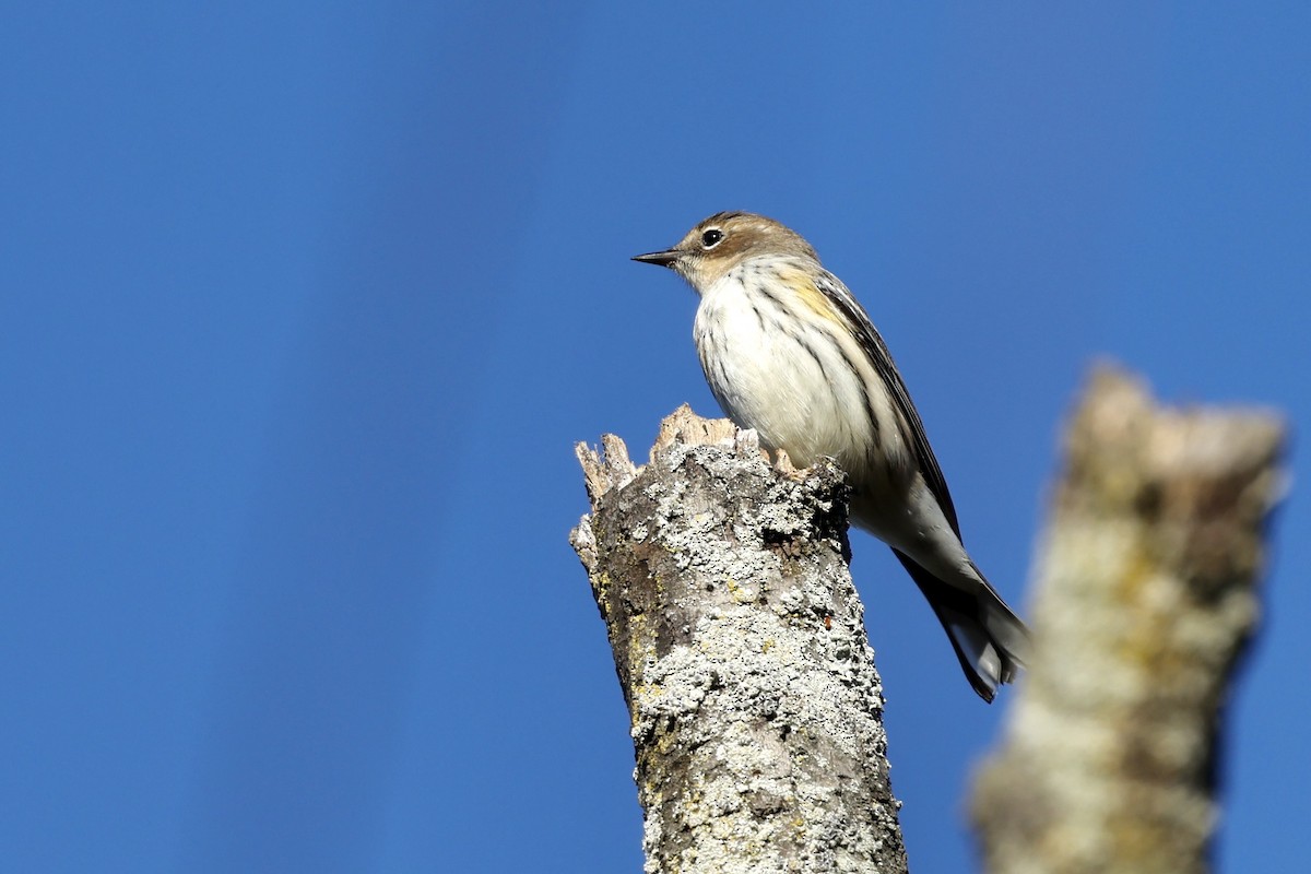 Yellow-rumped Warbler (Myrtle) - ML642803924
