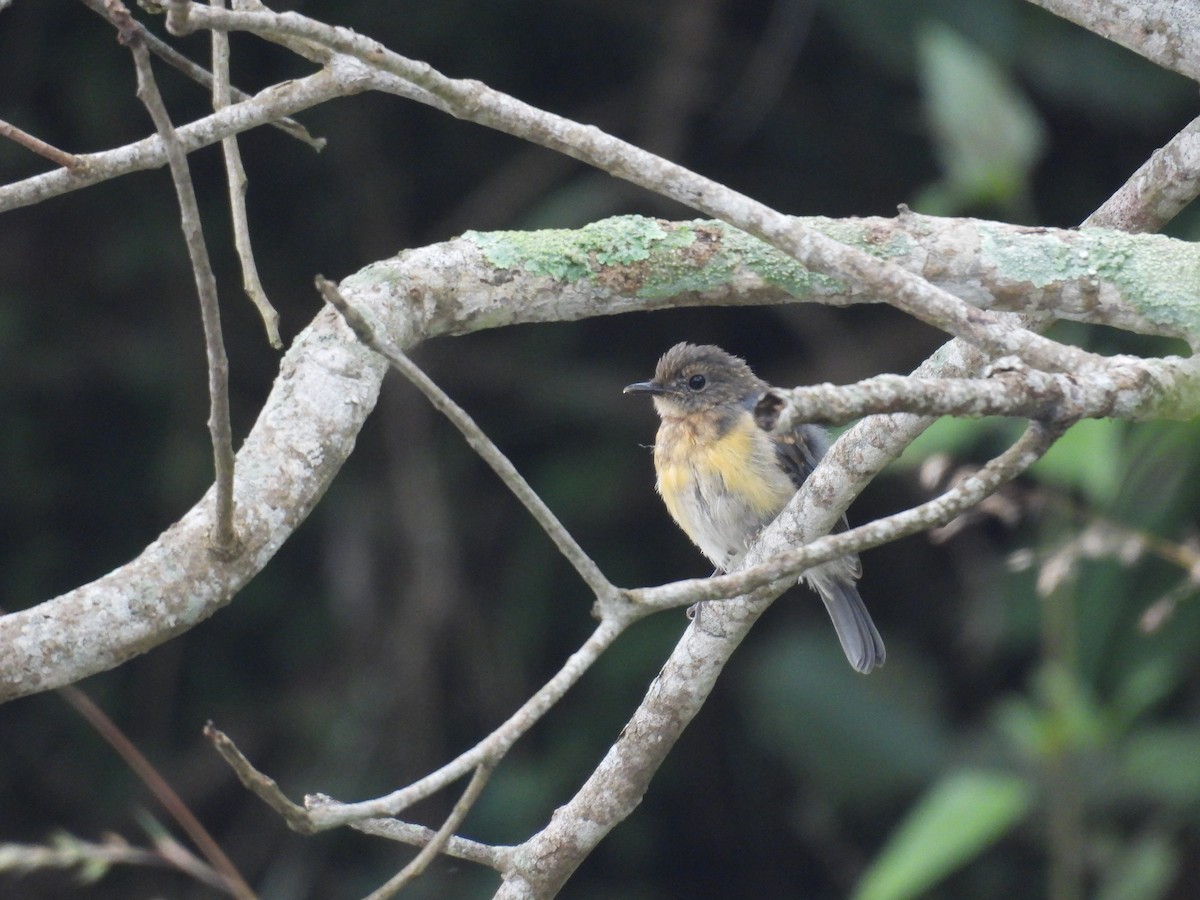 Tickell's Blue Flycatcher - ML642803938