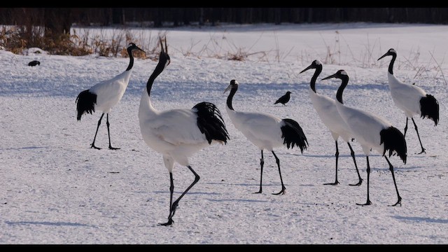 Red-crowned Crane - ML642803949