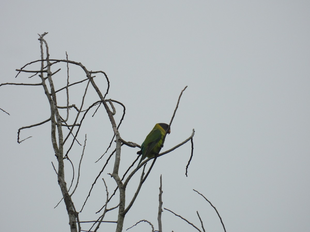 Plum-headed Parakeet - ML642803950