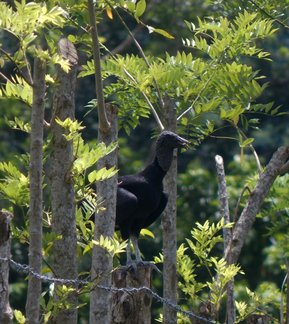 Black Vulture - ML642803960