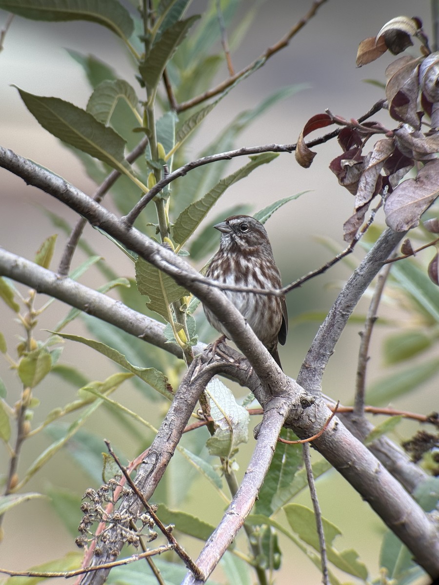Song Sparrow - ML642803962