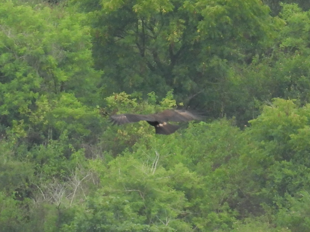 Black Eagle - ML642803966