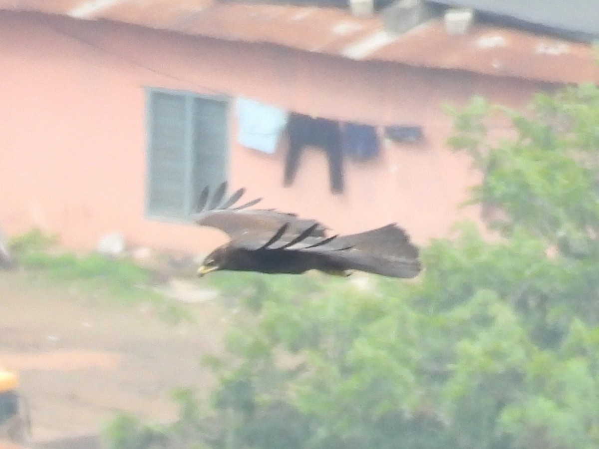Black Eagle - ML642803967