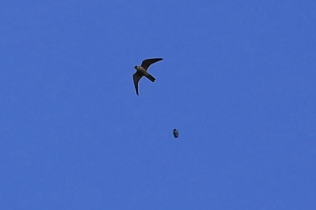 Australian Hobby - ML642803968