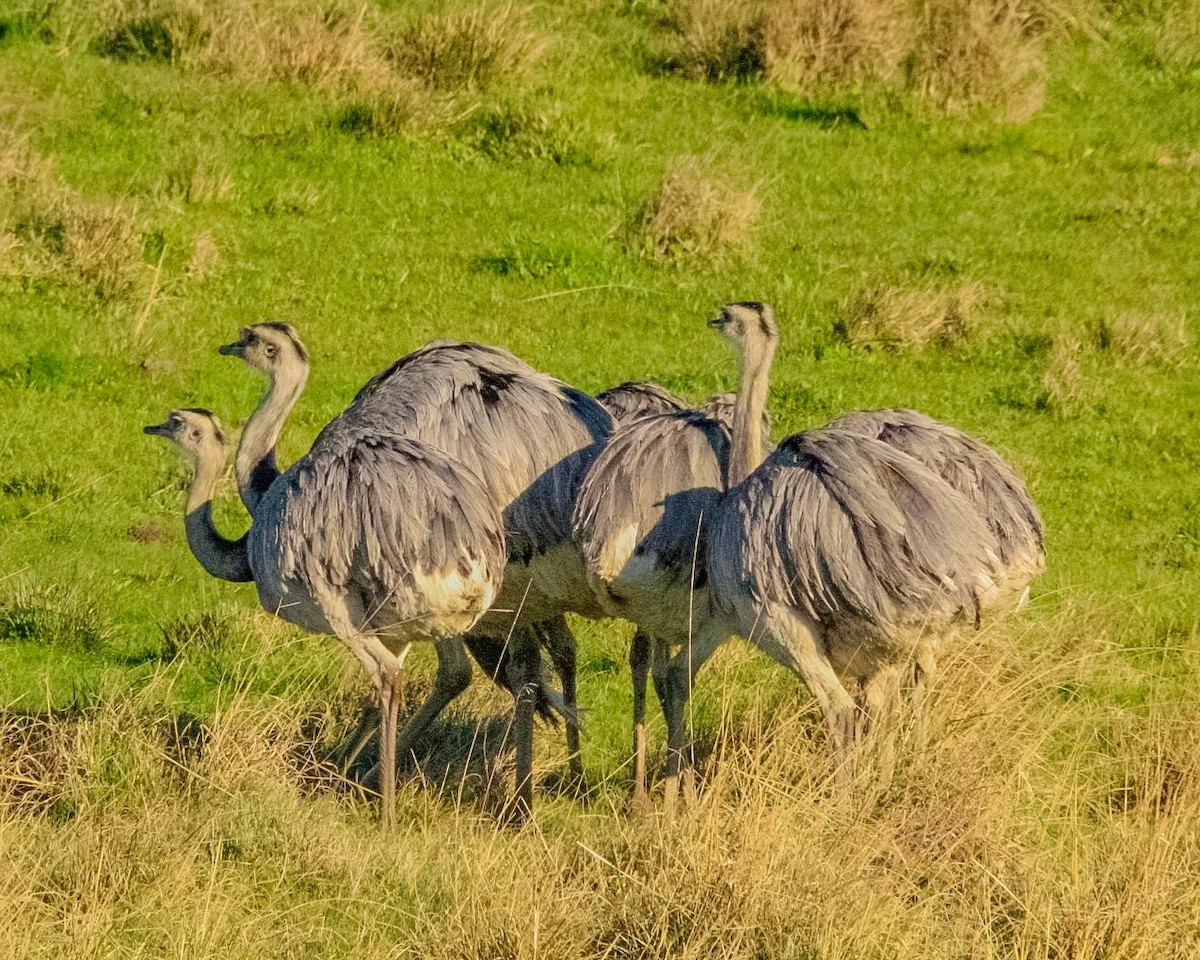 Greater Rhea - ML642803971
