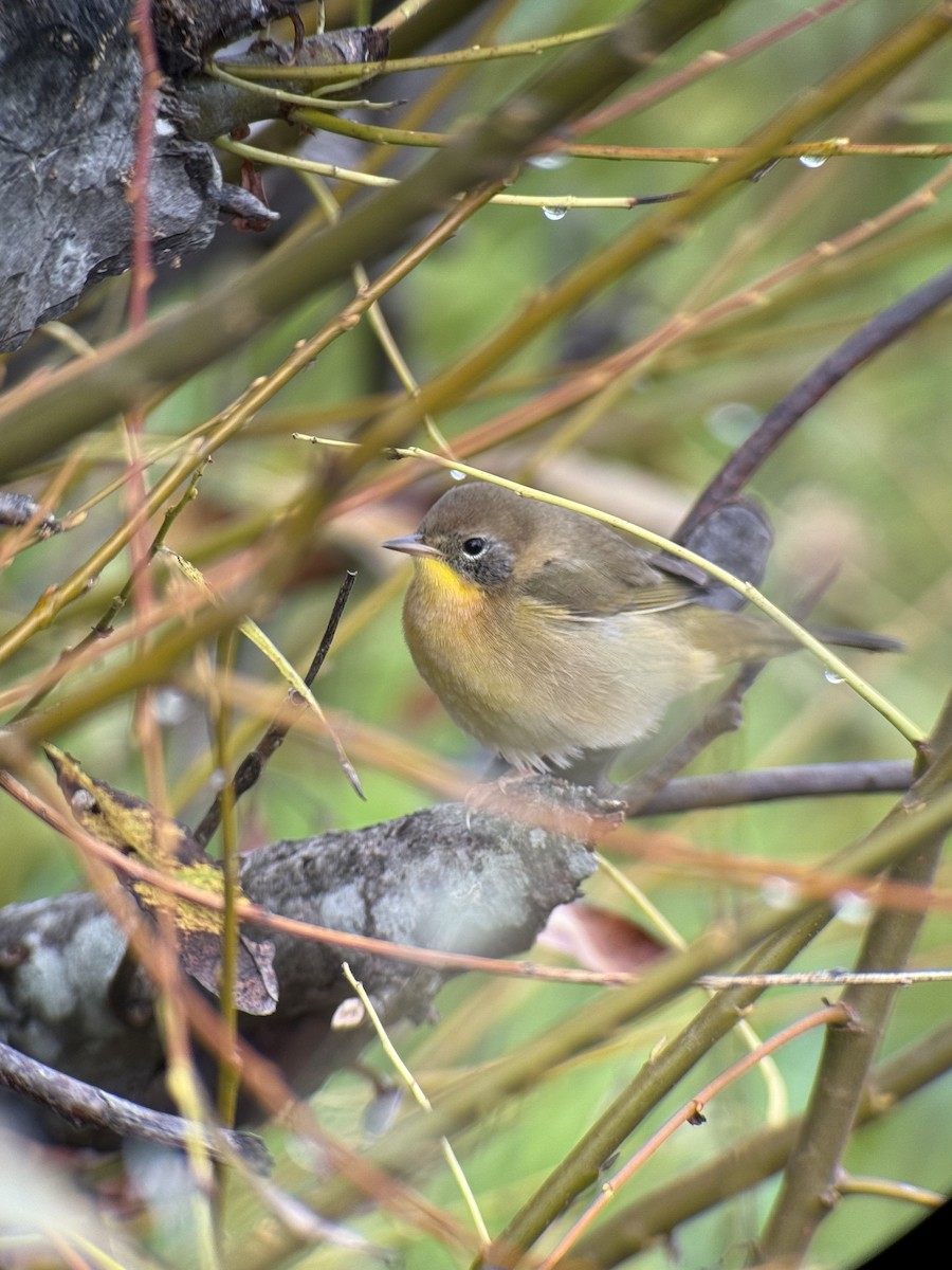 Common Yellowthroat - ML642803976