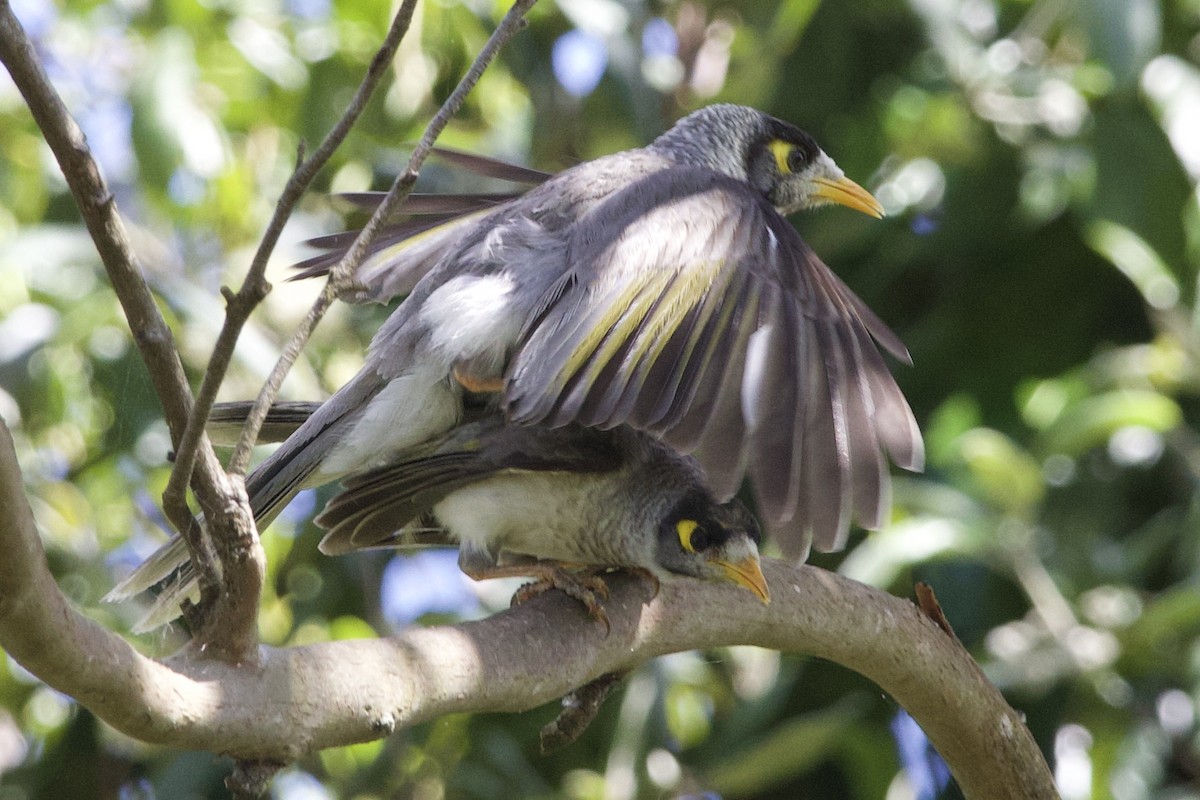 Noisy Miner - ML642803980