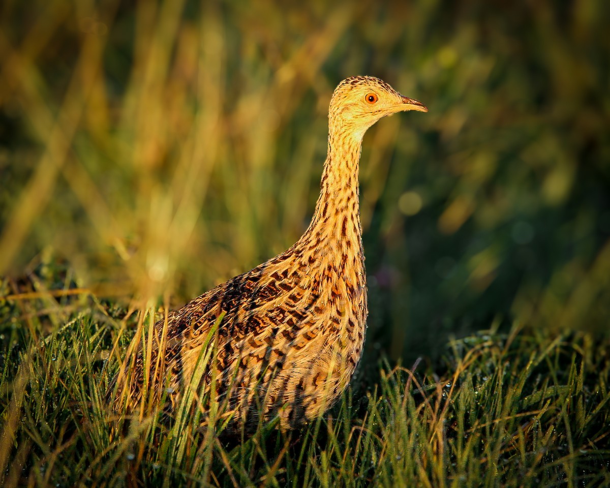 Spotted Nothura - ML642803985