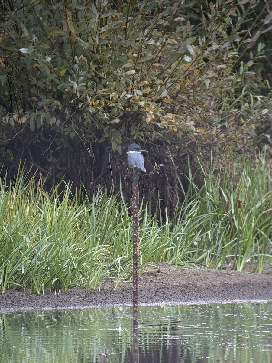Belted Kingfisher - ML642803996