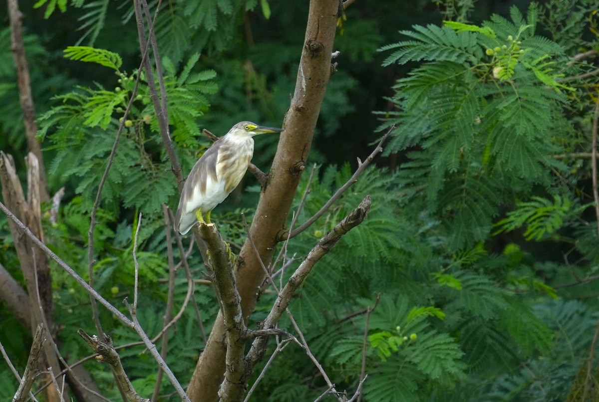 Javan Pond-Heron - ML642803999