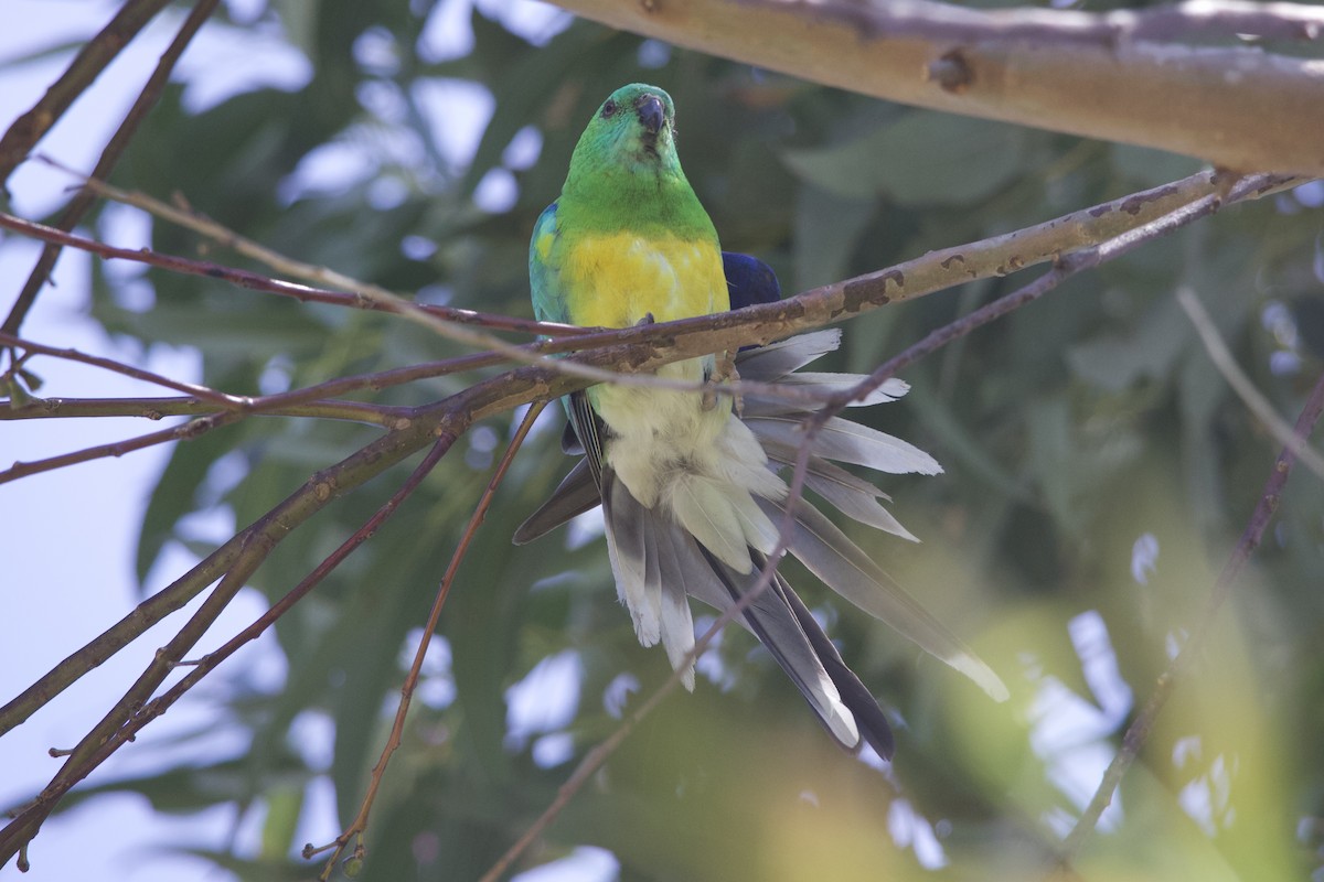 Red-rumped Parrot - ML642804000