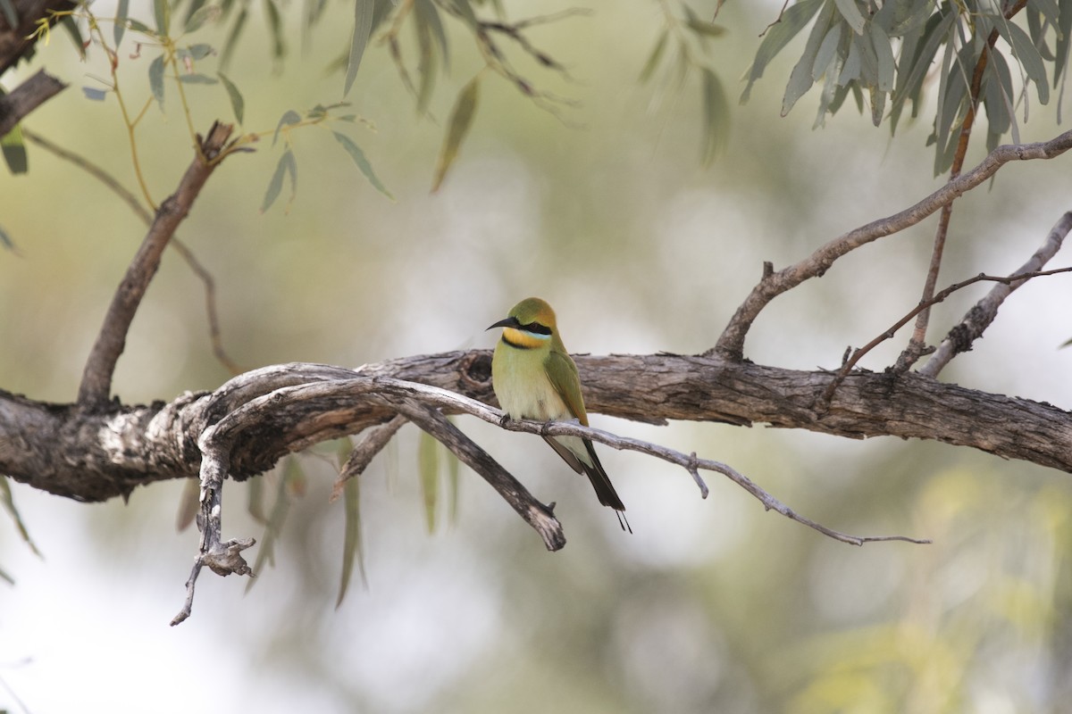 Rainbow Bee-eater - ML642804002