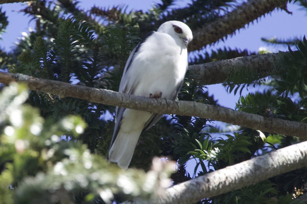 Black-shouldered Kite - ML642804009