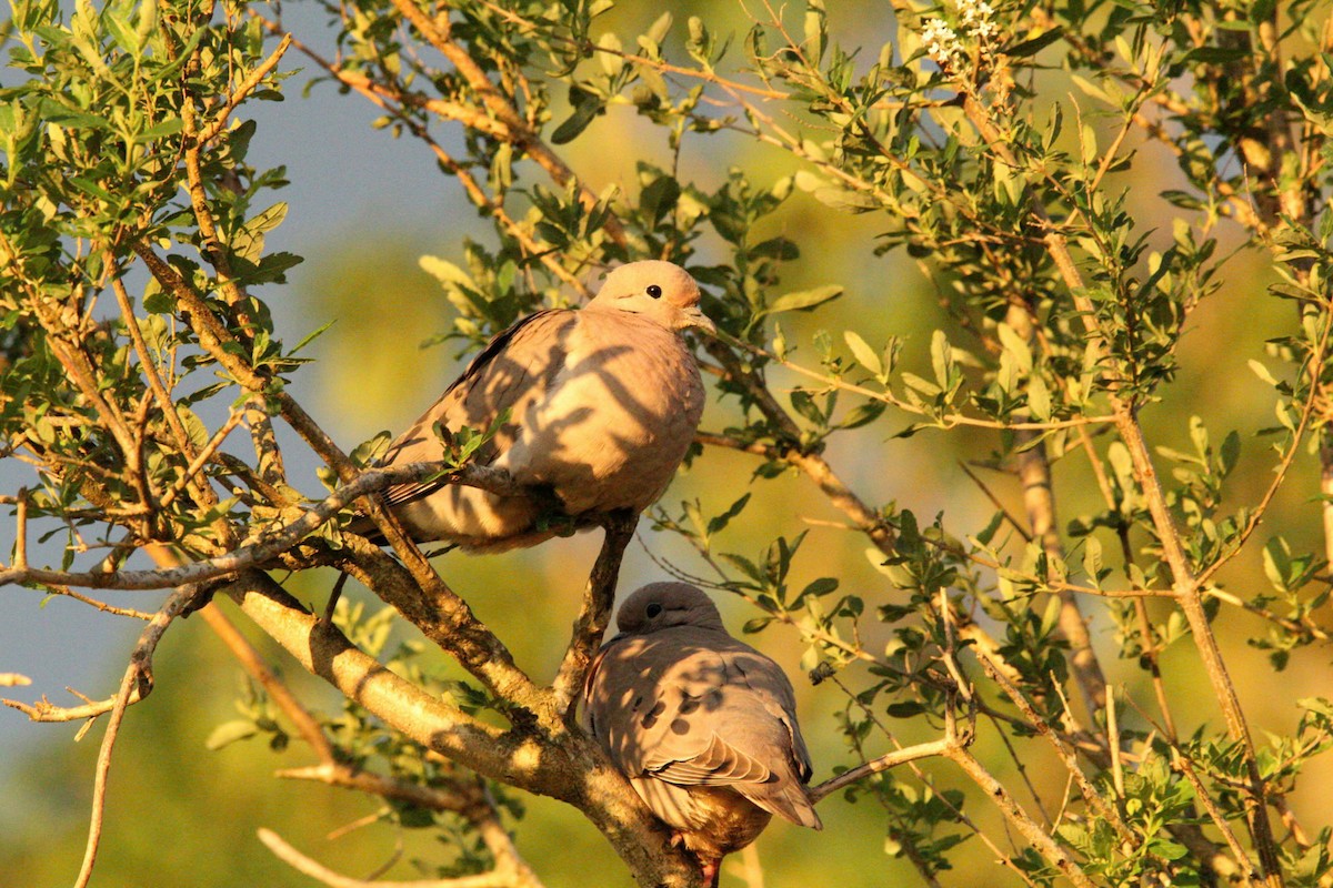 Eared Dove - ML642804011