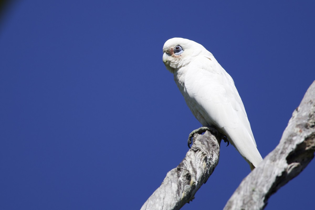 Little Corella - ML642804015