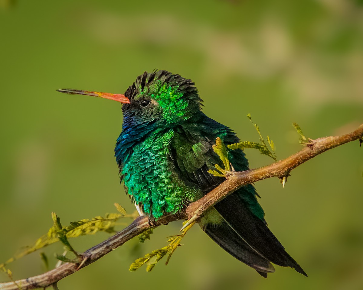 Glittering-bellied Emerald - ML642804024