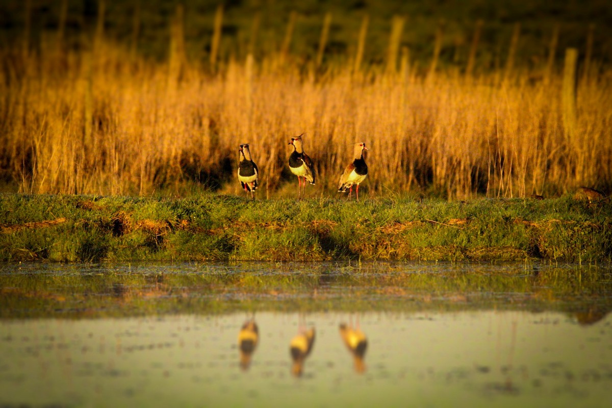 Southern Lapwing - ML642804033