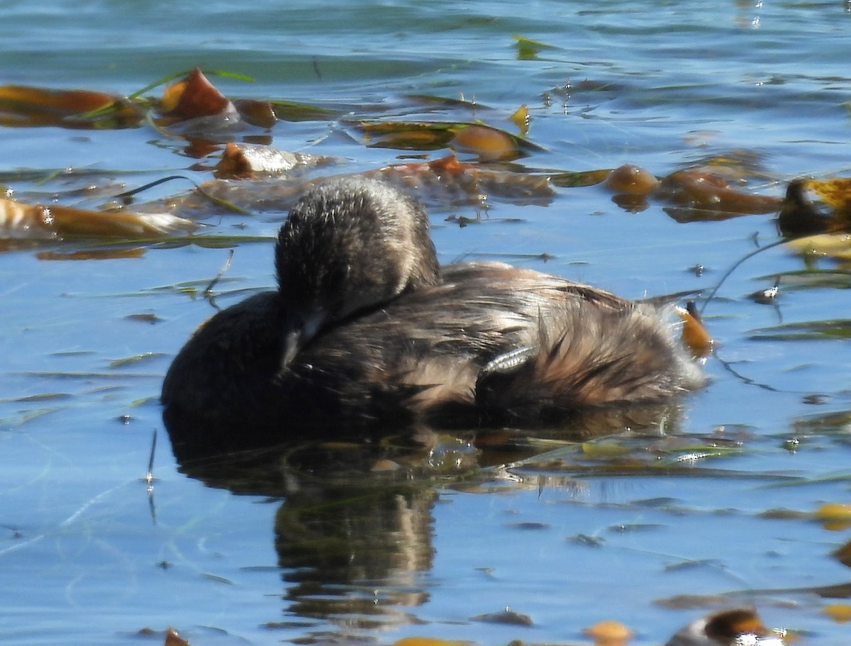 Pied-billed Grebe - ML642804034