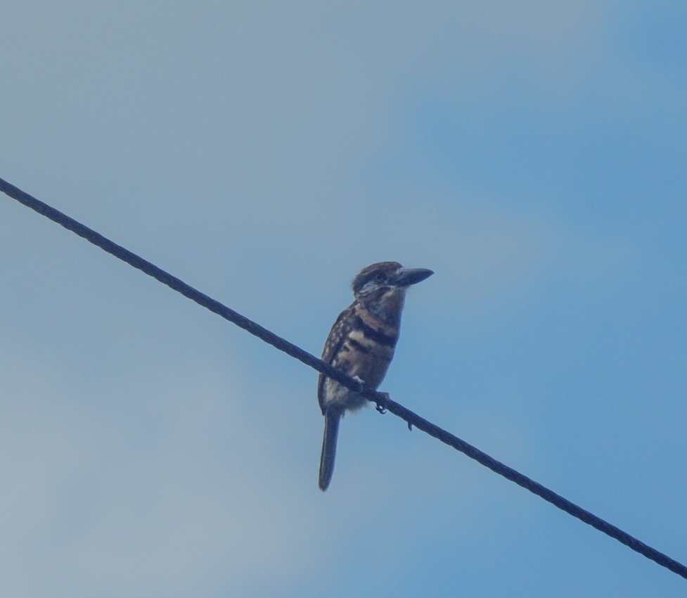 Two-banded Puffbird - ML642804047