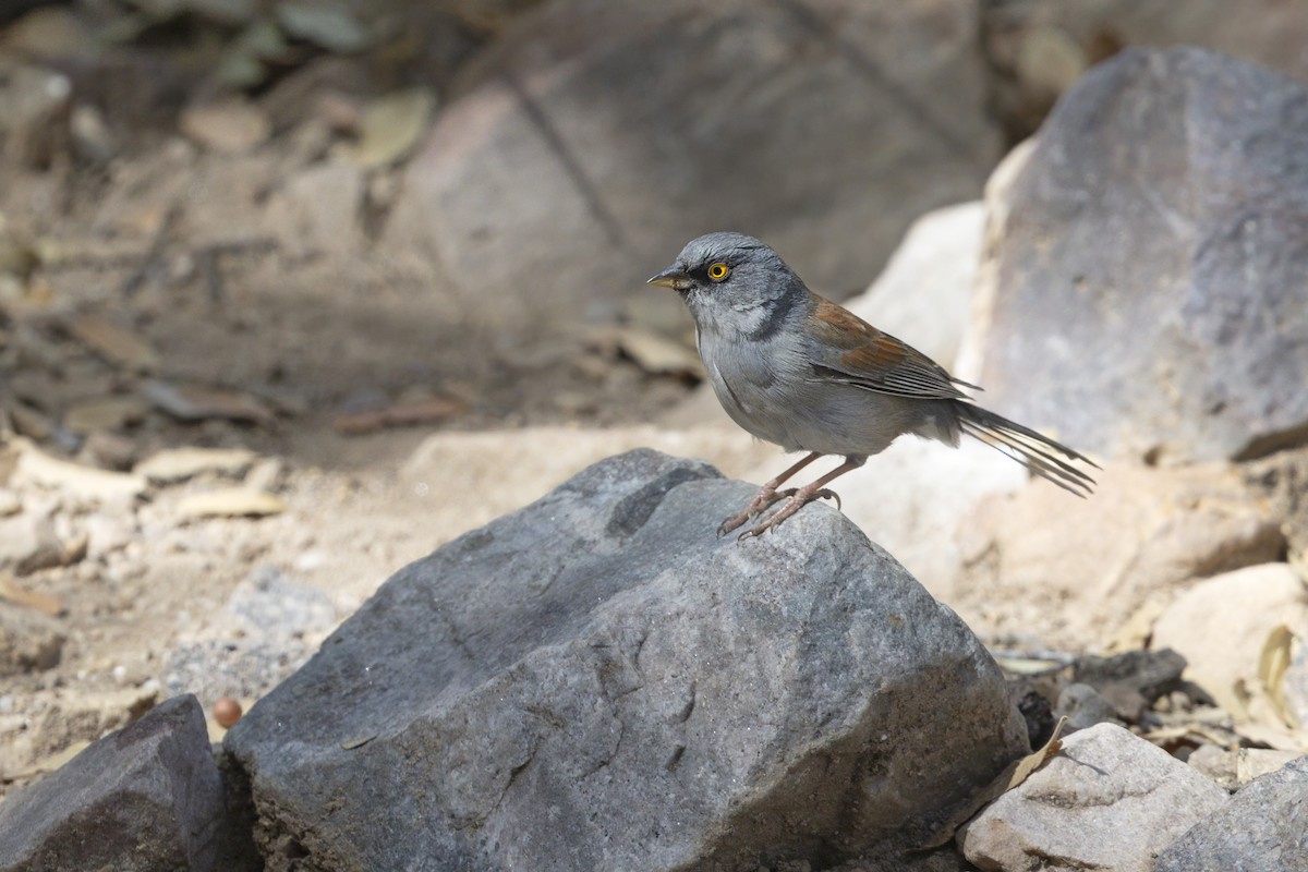 Yellow-eyed Junco - ML642804048