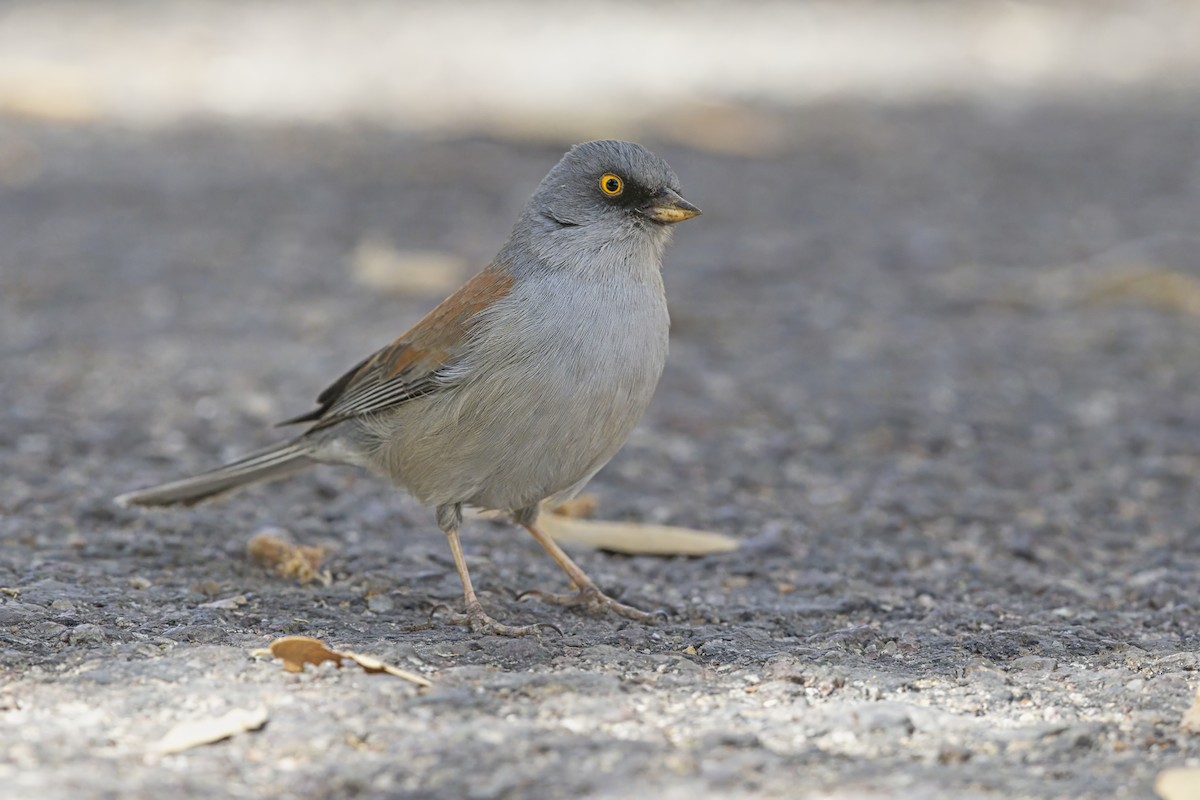 Yellow-eyed Junco - ML642804049