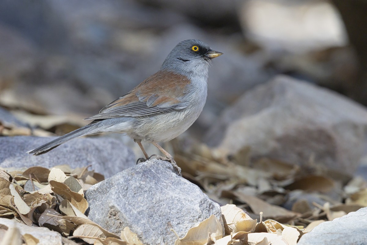 Yellow-eyed Junco - ML642804050